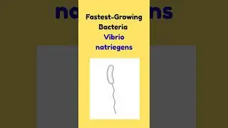Fastest growing Bacteria