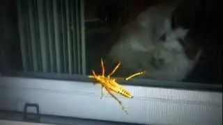 Philly the Cat wants to eat the big grasshopper