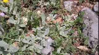 Anthyllis vulneraria subsp  boissieri