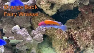 Keeping the Orange Back Fairy Wrasse