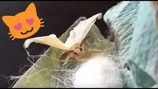 Adorable Silkmoth cleans its antenna like a cat!