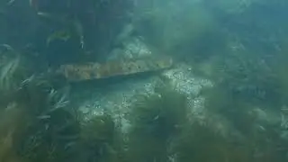 Beadnell Point and Yewglen Wreck   11th August 2024