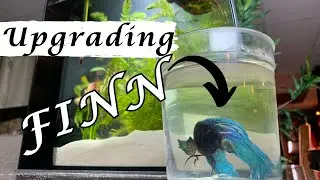 Upgrading My Betta Finnegan to a Larger Tank!