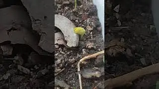 Clitoria ternatea #video #asmr #plant #growth #germination