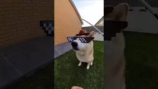 Sigma Dog Cute Trend &hearts;️ #shorts #dog #funny #trending