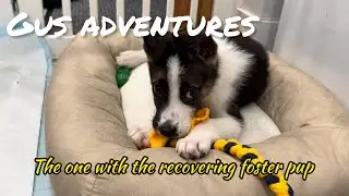 Foster Tails: Бастер восстанавливается после операции