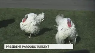 Chocolate or Chip? Biden pardons National Thanksgiving Turkey