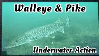 Underwater Walleye & Pike. NON-STOP ACTION!! Wabamun, Alberta Ice fishing. 