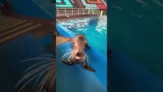New Sea Lion Emote. #shorts #funny #viral #meme #sealion #emito #hissing #animal