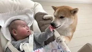 泣いてる赤ちゃんを声であやそうとする柴犬だいふく [ Daifuku pacifies crying a baby by voice ]
