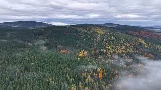 Misty lush woods, Dense evergreen woods shrouded by drifting mist