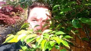 Nature Connection and Green Exercise for Wellbeing