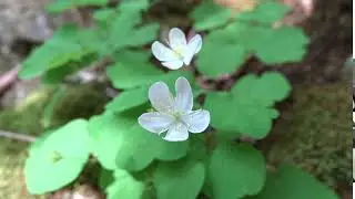 Rue Anemone flowers