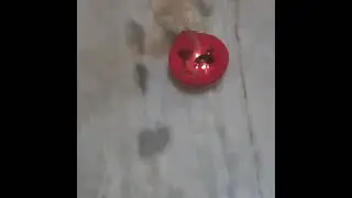 Snake crackers at my home