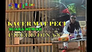 TAMPIL NAGEN 1 TITIK KACER MAT PECI MILIK DINAN BIKIN MERINDING