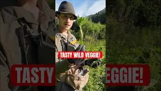 The BEST Wild Vegetable You&rsquo;ve Never Tried | Cow Parsnip Foraging #foraging #foragedfood #forager
