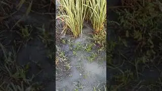 #field #River River B#Bihar government #Modi sarkar #farmer