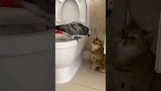 Parrot mimicking cat #funny #funnyanimal #turkishcat #funnypet #foryou #cute #parrot #fyp #pets
