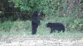 2 Male Bears Wrestling #bears
