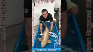 Koi Mukashi 105cm. Jumbo Champion Nogyosai Koi Show !