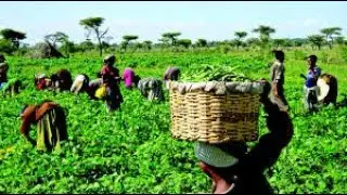 Food Prices