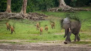 We're on the Brink of Animal Extinction! ?