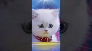 Sad Kitty Cat #animalvideos #catvideos #shortsfeed #kidsentertainment Mittens & Pants