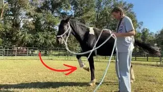 Day 5 with my Mustang Zorro!