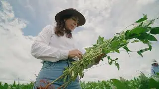 Como a agricultura de conservação está transformando o Brasil