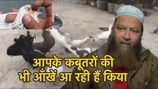 आप के भी कबूतरों की आँखें आ रही हैं| तो जल्दी karo ye|#pigeon #kabutar #like 