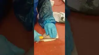 comment lever les filets d une dorade Royal en moins de 25sec