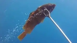 Blacktip grouper アカハタの魚突き