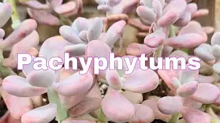 PACHYPHYTUMS