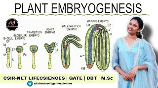 PLANT EMBRYOGENESIS DETAILED EXPLANATION - AXIAL AND RADIAL PATTERNING || CSIR-NET LIFECSIENCES 