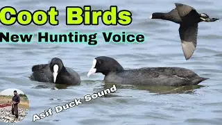 Coot Birds new Hunting Voice || Coot ka Shikar || coot bird best sound || Asif duck Sound