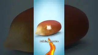 Почему лопаются зерна попкорна 🤨
