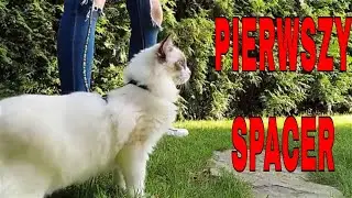 Kot na smyczy. Ragdoll cat on leash.