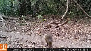 Cutia (Dasyprocta azarae) - levantamento de fauna no Pantanal da Nhecol&acirc;ndia, Aquidauana, MS