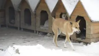 Yulin Dog Meat Festival Micro Documentary（The shortened version for a quick view）