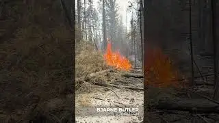 Wildfire | Trigvi.com