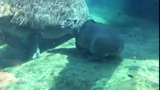 Fiona the Hippo Fart!