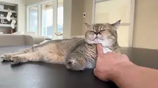 The day I got Desi to untuck her paw 