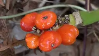 Italiaanse aronskelk - Arum italicum