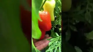 Raised bed tomato harvest and pepper growing status - July 31 in Zone 7