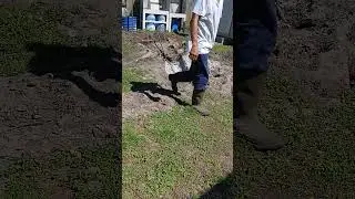 Digging preparation for tree trunk removal #treetrunk #digging #treeroots #hardwork #manuallabor