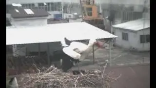 Stork Battle -1