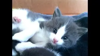 Videos For Cats To Watch - Relaxing Cat Cam With 15 Cats