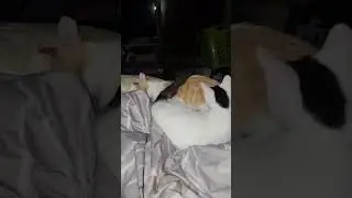 #shorts 🐈 Kitten Fighting With Blanket & Blanket Wins🐈