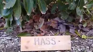 Hass avocado tree: a profile