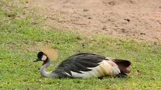 Grey Crowned Crane Eating